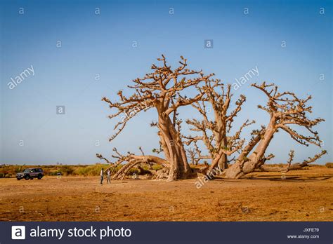 Baobab In Senegal Banque Dimage Et Photos Alamy