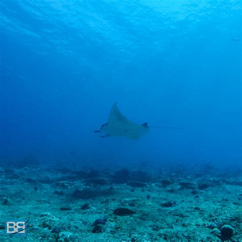 Review Scuba Dive Komodo National Park Diving Blue Marlin Dive Komodo