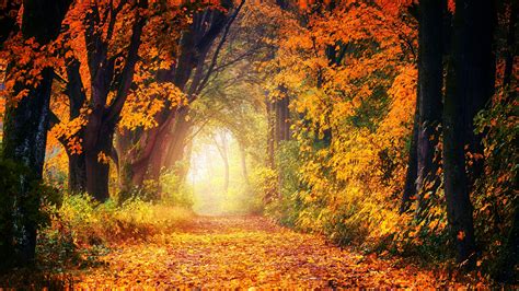 Download 3840x2160 Path Autumn Fall Trees Forest Scenery Cozy