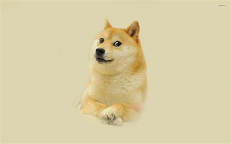 Doge Wallpapers 75 Pictures