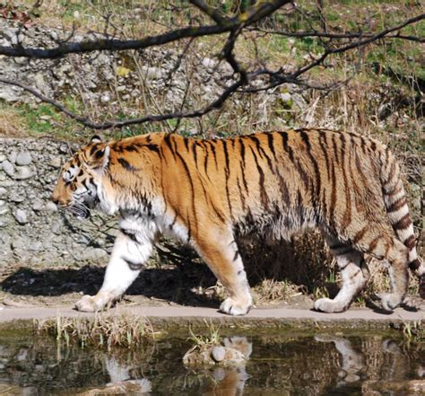 Tiger Im Zoo Hellabrunn Bei München Foto And Bild Tiere Zoo Wildpark