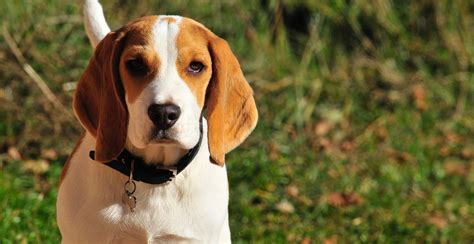 Beagle Dog Breed Information The Ultimate Guide Breed Advisor