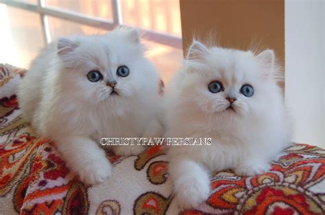 Doll faced persians for sale! Doll Face Persian kittens for sale - CHRISTYPAW PERSIANS ...