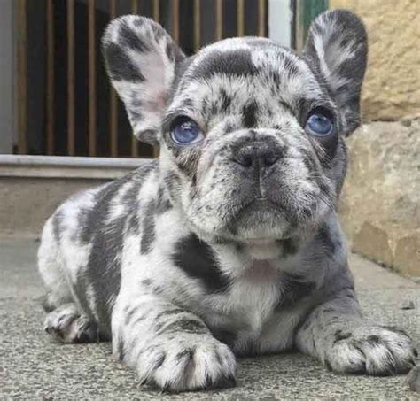 Lovely lilac french bulldogs feature a distinct coloring and vibrant eyes. French Bulldog Colors Explained | Ethical Frenchie