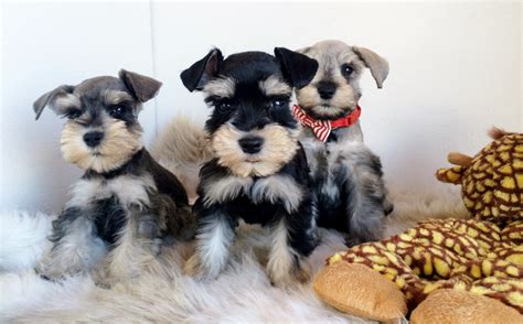 More snorkie puppies / dog breeders and puppies in illinois. Miniature Schnauzer Puppies For Sale | San Diego, CA #203366