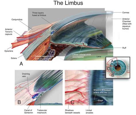 The Limbus Eye Anatomy Anatomy Optometry