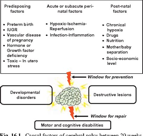 Cerebral malformations neutral tube defects arrest of cleavage disorders of histiogensis posterior fossa malformations others. Figure 16.1 from Pathophysiology of cerebral palsy ...