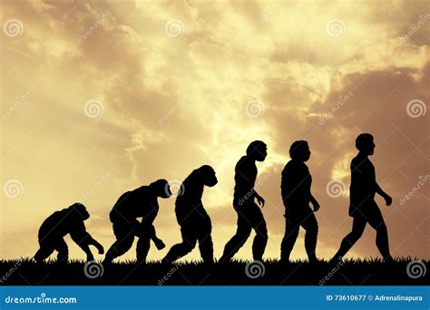 Human Evolution Stock Illustration Illustration Of Science 73610677