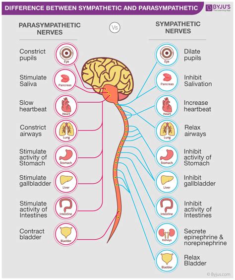 sympathetic nervous system