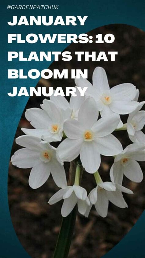 January Flowers 10 Plants That Bloom In January
