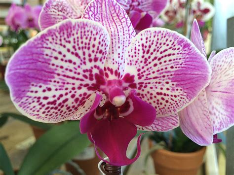 How To Water Phalaenopsis Orchids Miss Smarty Plants