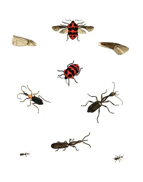 Set Of Insects — Stock Photo © Ale Ks 9084915