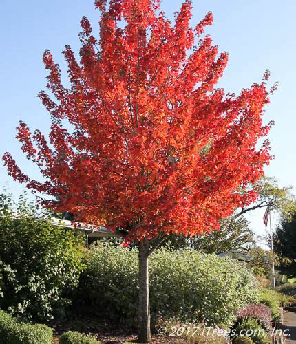 Our Favorite Fast Growing Shade Trees Fast Growing Shade Trees Shade Trees Red Sunset Maple