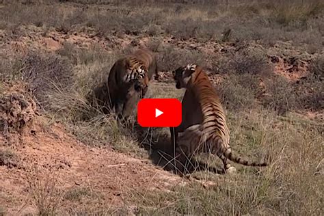Male Tigers Engage In A Vicious Fight In Game Reserve Wide Open Spaces