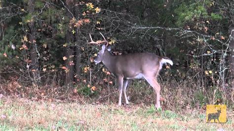 Whitetail Deer Rut Behavior Youtube