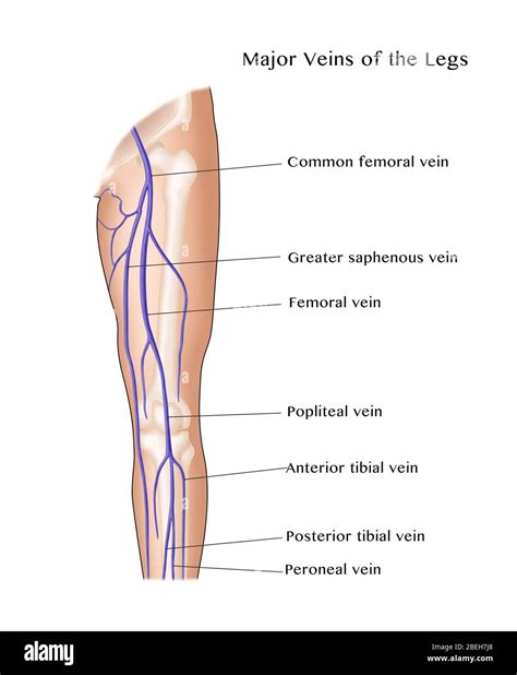 💐 Femoral Clot Femoral Artery Function Location Health Problems And More 2022 11 07