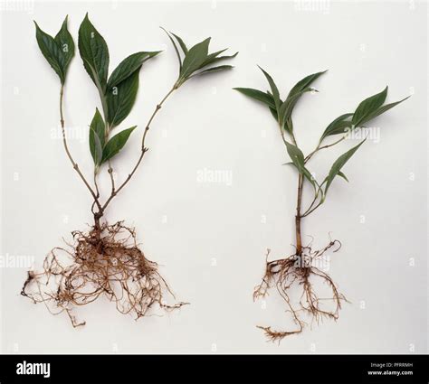 Semi Ripe Weigela Cuttings Showing Roots And New Growth Developing From