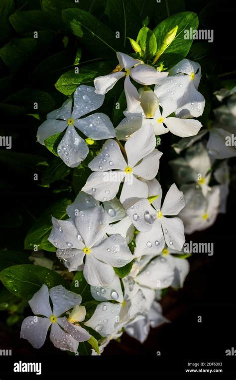 White Catharanthus Roseus Commonly Known As Madagascar Periwinkle