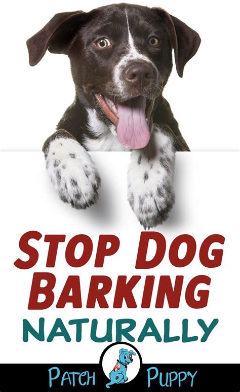3 Steps To Stop Dog Barking Naturally Video Case Study Stop Dog