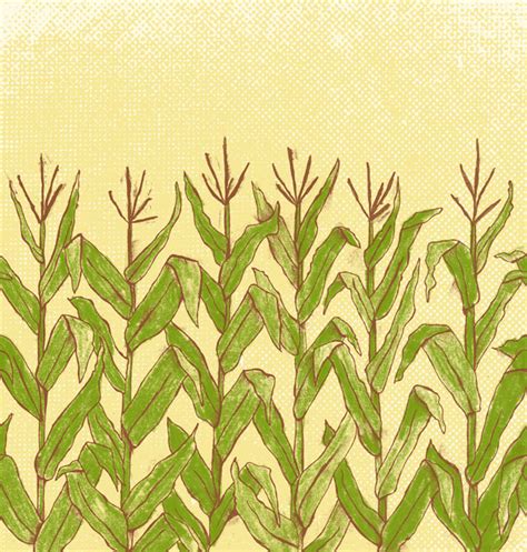 Corn Stalks Drawing At Getdrawings Free Download