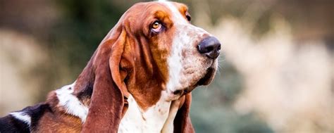 Sabueso Español Conoce Todo Sobre Esta Raza De Perro La Nación