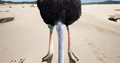 Ostrich With Head In Sand Ostrich Head In Sand Places To Visit
