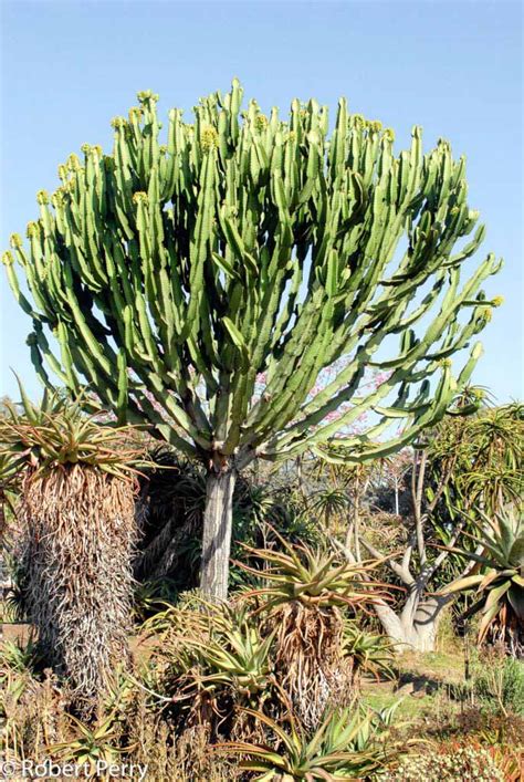 Euphorbia Ingens Candelabra Tree Cutting With Branches Outdoor