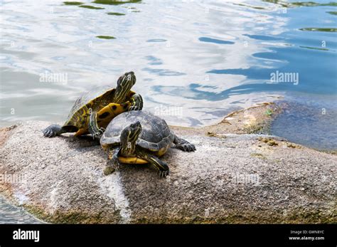 Two Water Turtles On The Rock Stock Photo Alamy