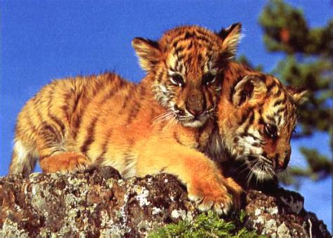 Tiger Cub Baby Animals Photo 19892813 Fanpop