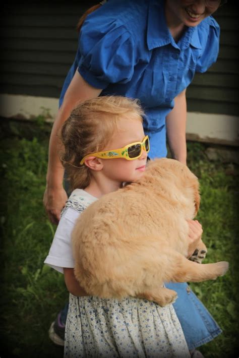 Children And Golden Retriever Puppies Working Together Windy Knoll