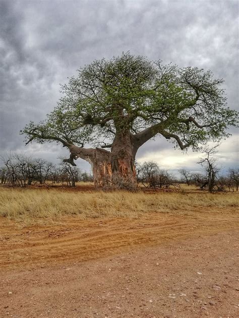 baobab tree africa south africa nature plant field land landscape tranquility pxfuel
