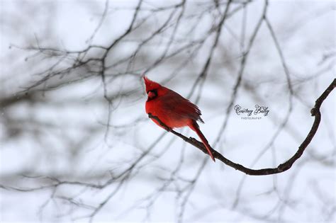 Cardinal Shutterbug