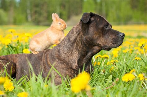 These 23 Unlikely Animal Friendships Will Melt Your Heart Best Life
