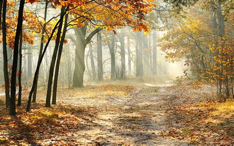 Beautiful Autumn Forest Morning Hd Wallpaper Pxfuel