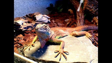 Aquatic, reptile and pet products are always listed at great prices and products available are changing all the time. Waterlife Centre Research Ind. Ltd. - Aquatic & Exotic Pet ...