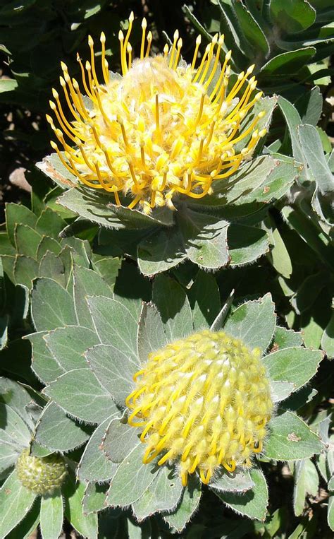 Tree Pincushion Leucospermum Conocarpodendron The Tallest Of The