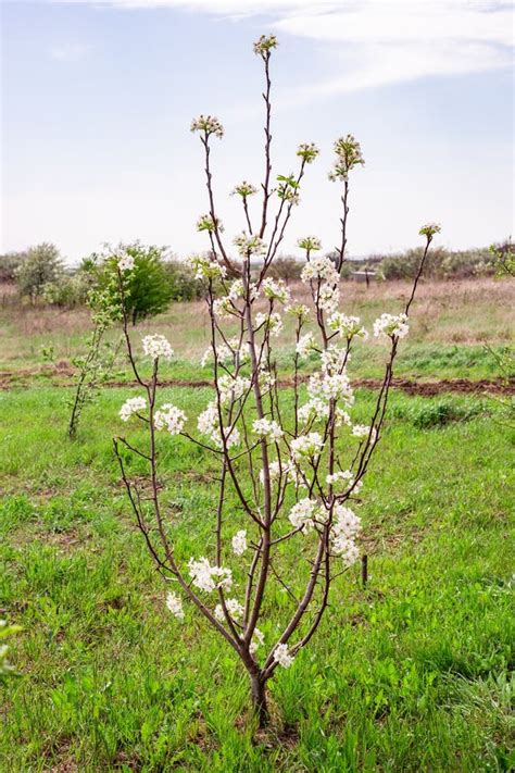 Young Pear Tree With White Flowers Growing Fruits In The Garden Stock
