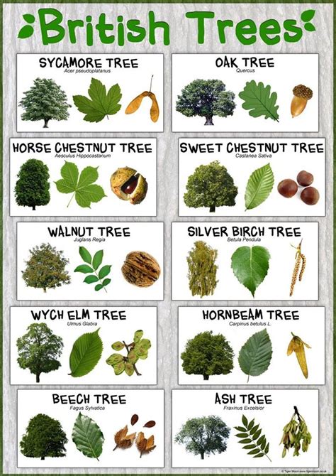 Tree Nut Identification Chart