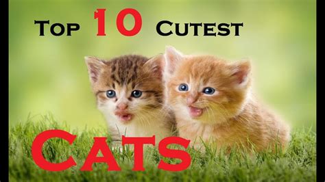 Top 10 Cutest Cat Breeds In The World 10 Most Beautiful Cats Youtube