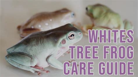 How To Care For Whites Tree Frogs Care Guide Youtube
