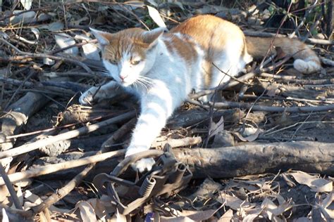 Pest Animal Management Feral Cat