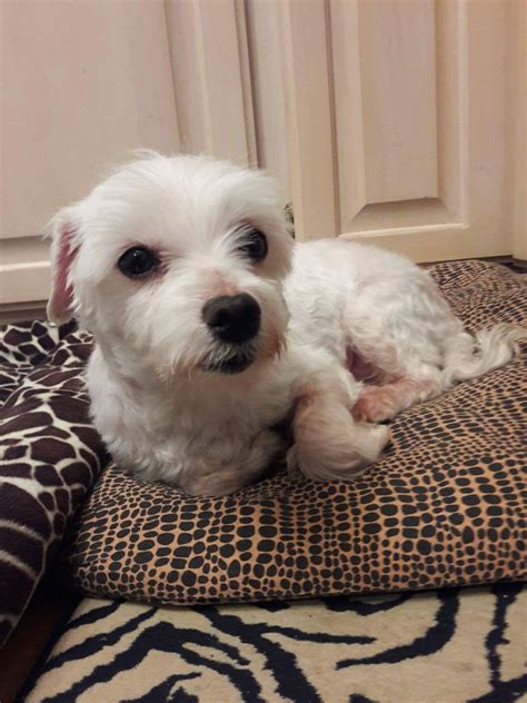 Rooms at springhill suites minneapolis west st. Maltese dog for Adoption in St. Louis Park, MN. ADN-737989 ...