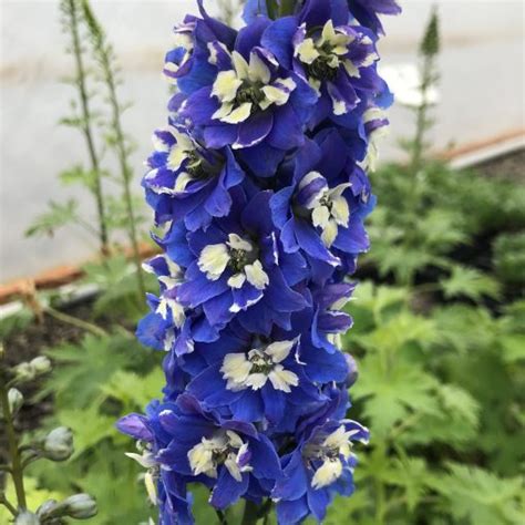 Buy Delphinium Magic Fountains Dark Blue White Bee 4 Pot