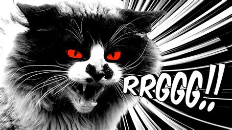 My Cat From Hell On Behance