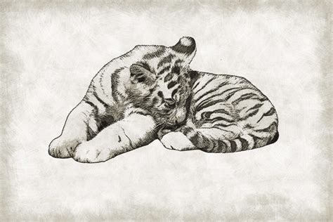 Image result for cat cartoon drawing. animal, baby, cat, cub, cute, drawing, fauna, mammal ...