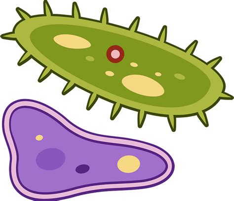 Bacteria Clip Art Png