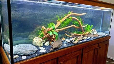Oscar Fish Tank Setup Filter Diet And Spawning