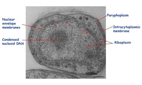 Prokaryotes Eukaryotes Planctomycetes Learn Science At Scitable