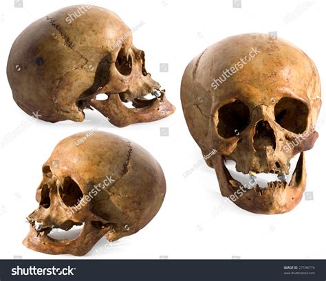 Ancient Human Skull Three Dimensions Stock Photo 27196774 - Shutterstock