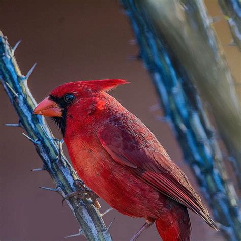 Cardinals State Of Arizona State Birds Gracey Bird Pictures Arizona